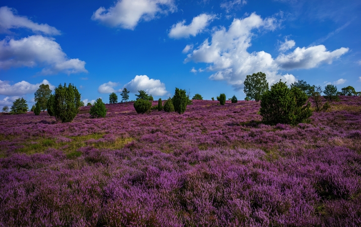 Wilseder Berg in der Lüneburger Heide, Deutschland