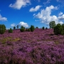 Wilseder Berg in der Lüneburger Heide, Deutschland