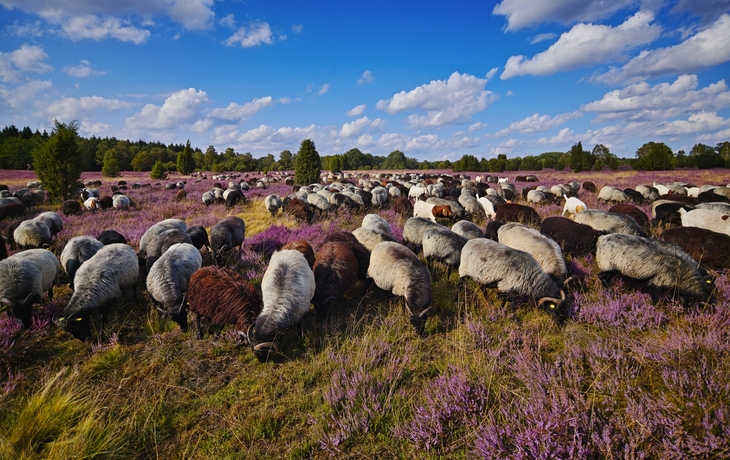 Heidschnucken in der Lüneburger Heide, Deutschland