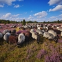 Heidschnucken in der Lüneburger Heide, Deutschland