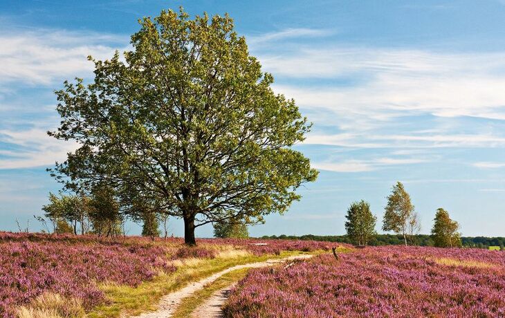 Lüneburger Heide, Pfad durch blühende Heidelandschaft mit Eich