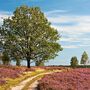 Lüneburger Heide, Pfad durch blühende Heidelandschaft mit Eich