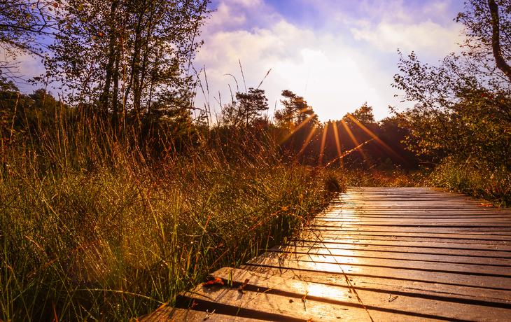 das Pietzmoor in der Lüneburger Heide