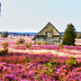 Lüneburger Heide, Deutschland