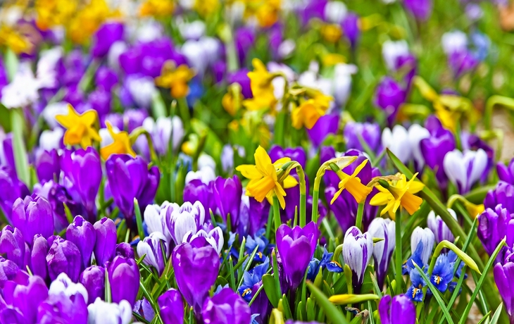 Krokusse und Narzissen im Park