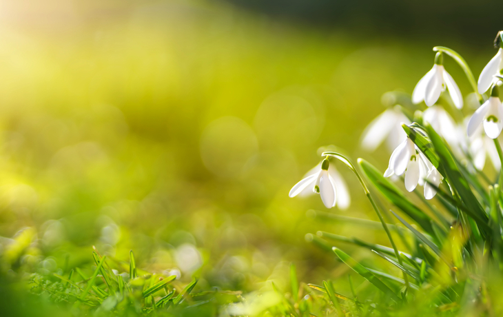 Blick auf Frühlingsblumen im Park