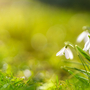 Blick auf Frühlingsblumen im Park