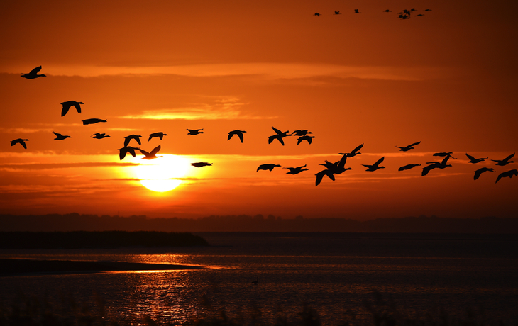 Gänse im Morgenlicht