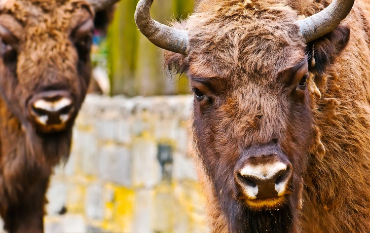 Europäische Bisonfamilie