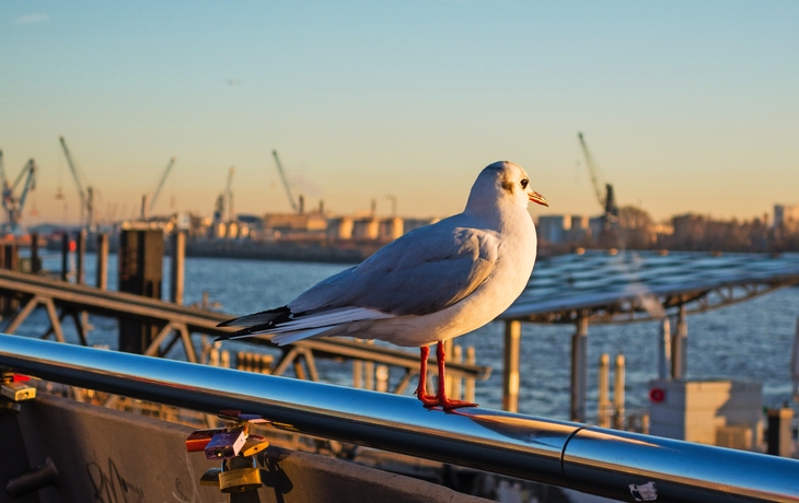 Möwe guckt auf Hamburger Hafen, Deutschland