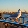 Möwe guckt auf Hamburger Hafen, Deutschland