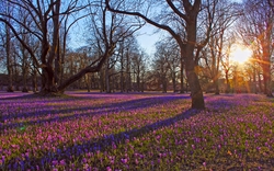 Krokusblüte im Husumer Schlosspark