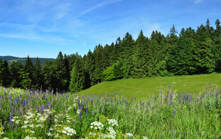 Panoramafoto vom Thüringer Wald