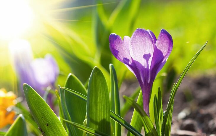 Krokusse im Frühling