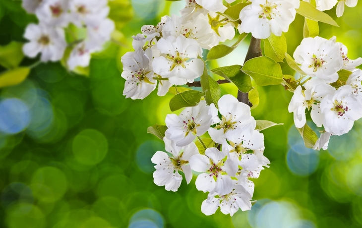 Frühlingsblüte und Gras