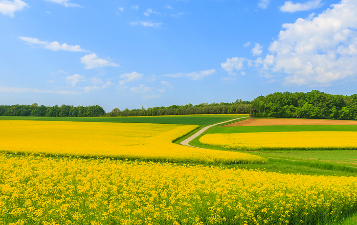 Rapsfelder im Burgenland